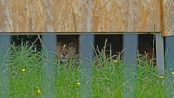 Kafshët në Kopshtin Zoologjik të Tiranës përpëliten nga i nxehti