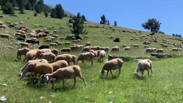 Lisë te delet dhe dhitë