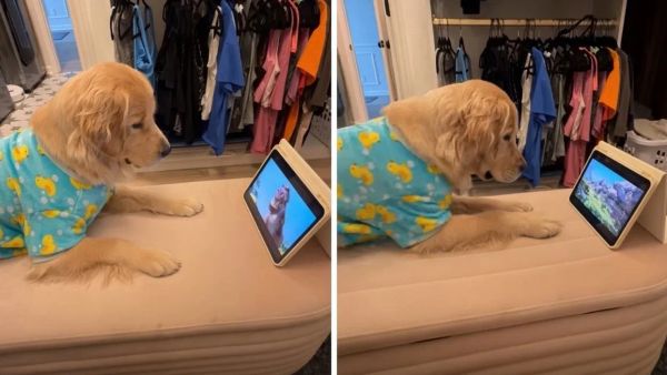 Golden retrieverja Pearl argëtohet duke parë filmin e animuar