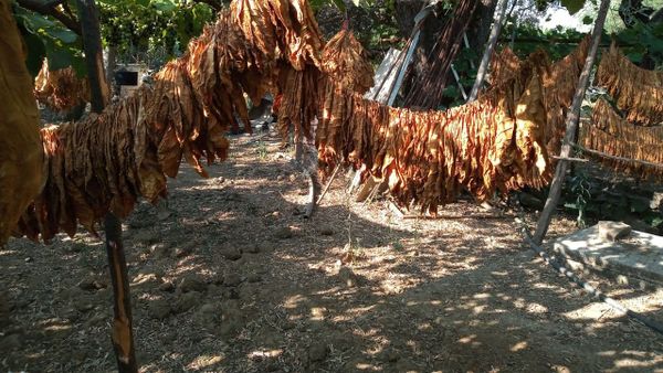 Foglie di tabacco essiccate, Albania