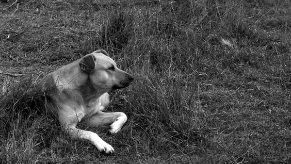 Blackmouth Cur