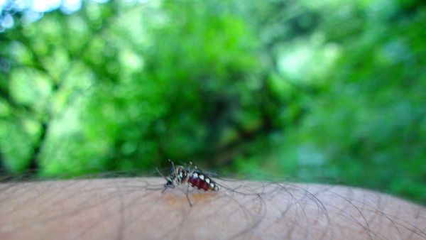 Aedes mosquito biting human in Sanjay Van