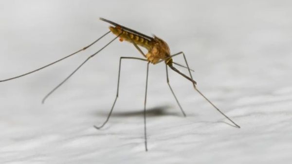 Spërkatje kundër mushkonjave në zonën e qytetit të Shkupit