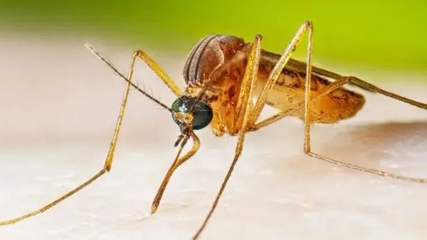 24 pacientë të shtruar në Infektivë pas viktimës së dytë nga ethet