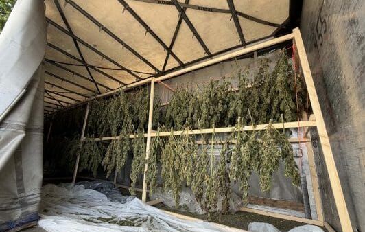 Dy shqiptarë arrestohen në Zvicër për plantacion kanabisi