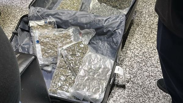 Autoritetet sekuestrojnë 233.7 kg kanabis nga Kanada në 19 ditë