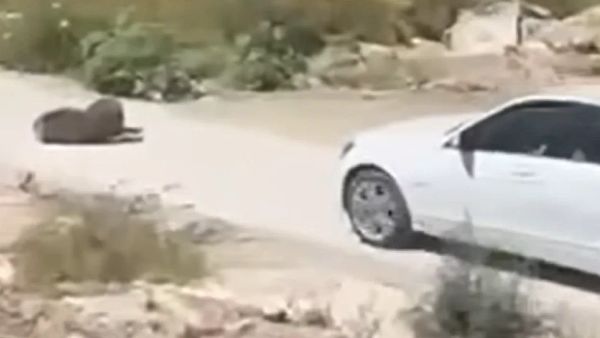 Burg për shtetasen e Maqedonisë pas ngjarjes me qenin në Ulqin
