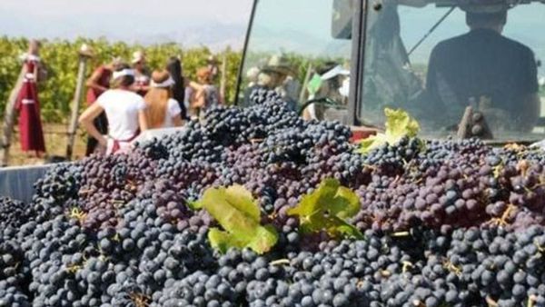 Serafimovski: Mbi 54 milionë kilogramë rrush të grumbulluar deri tani