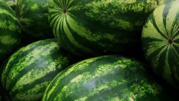 Maqedonia e Veriut importon shalqinj pavarësisht prodhimit vendor