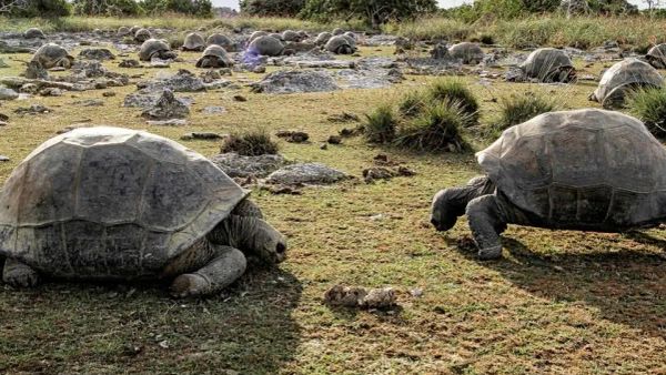 Zbulohen 180 mijë breshka gjigante në Seychelles