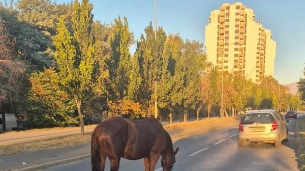 Lindje e pazakontë e një mëzi në hapësirë publike të Shkupit