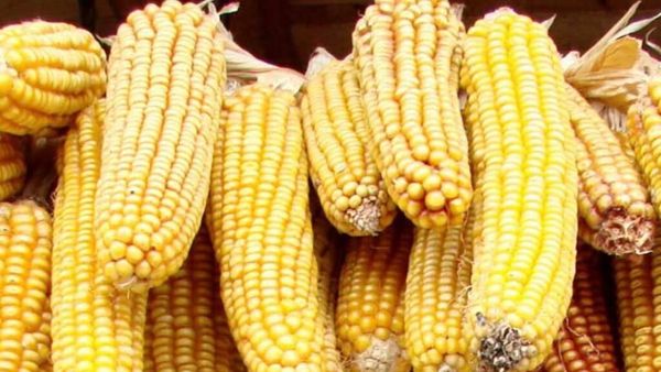Agjencia e Ushqimit ndalon hyrjen e 27 tonëve misër nga Serbia