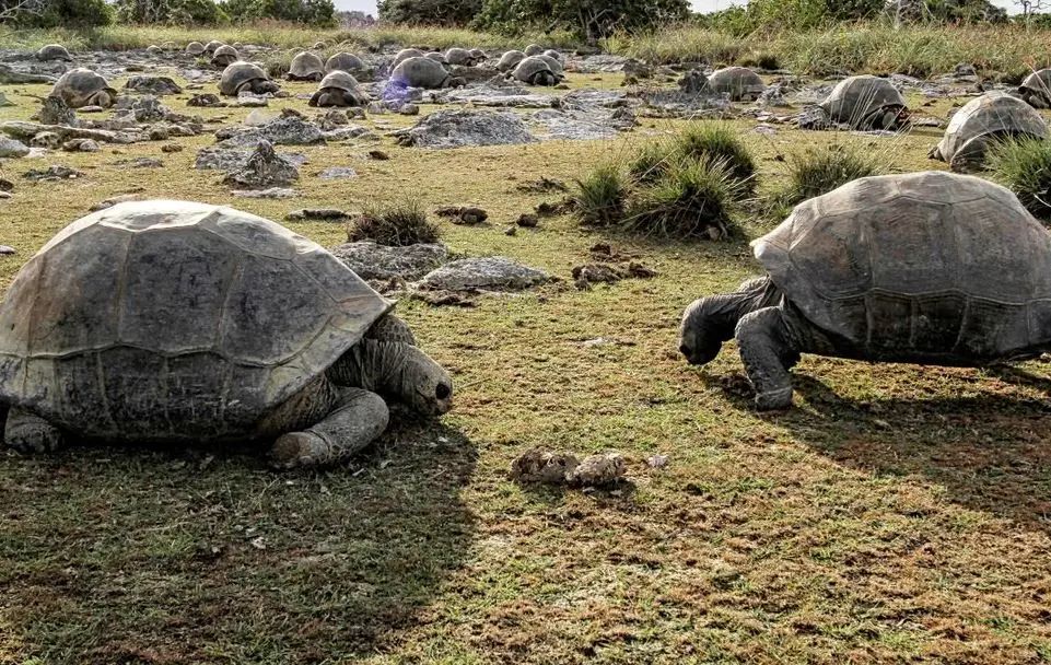 Zbulohen 180 mijë breshka gjigante në Seychelles