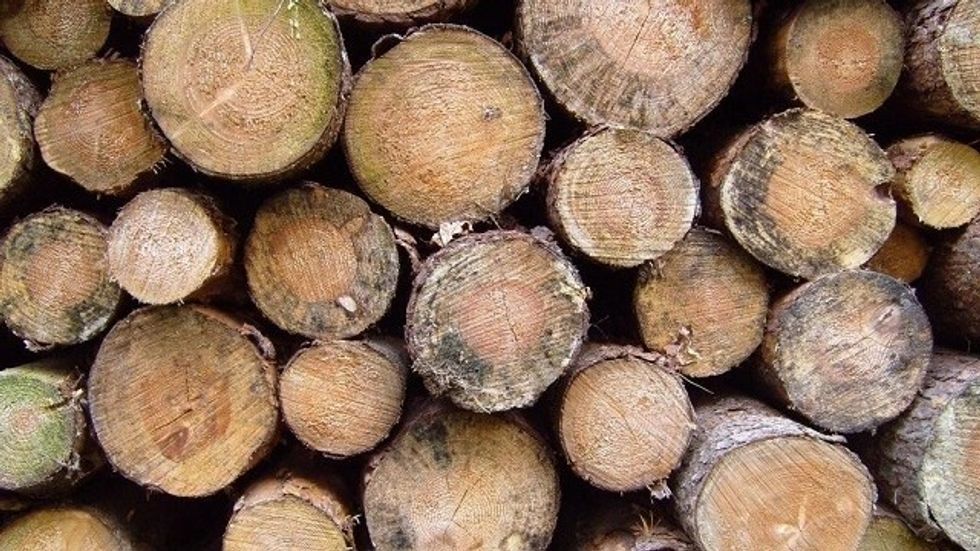 Katër persona të ndaluar në Demir Hisar për dru ilegale